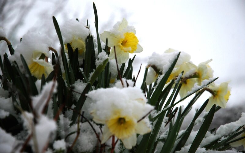 Daffodils in Snow — White