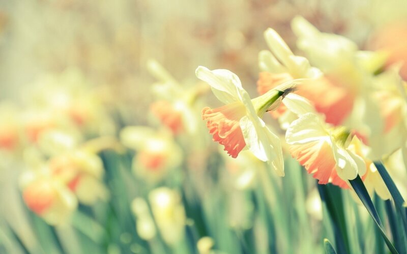 Daffodils in soft sunlight