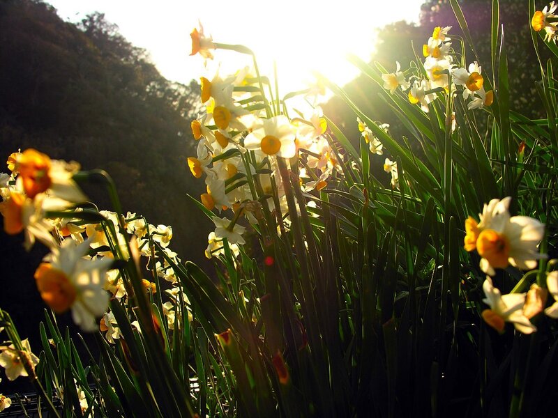 Daffodils in sunlight