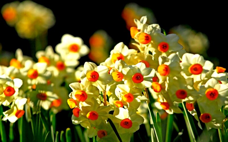 Daffodils in Sunlight — White