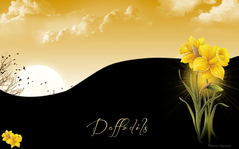 Daffodils in Sunset