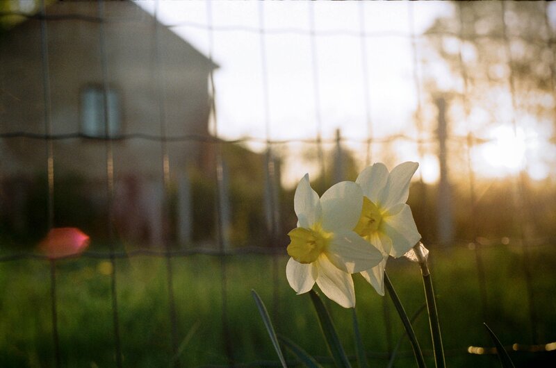 Daffodils in the evening light