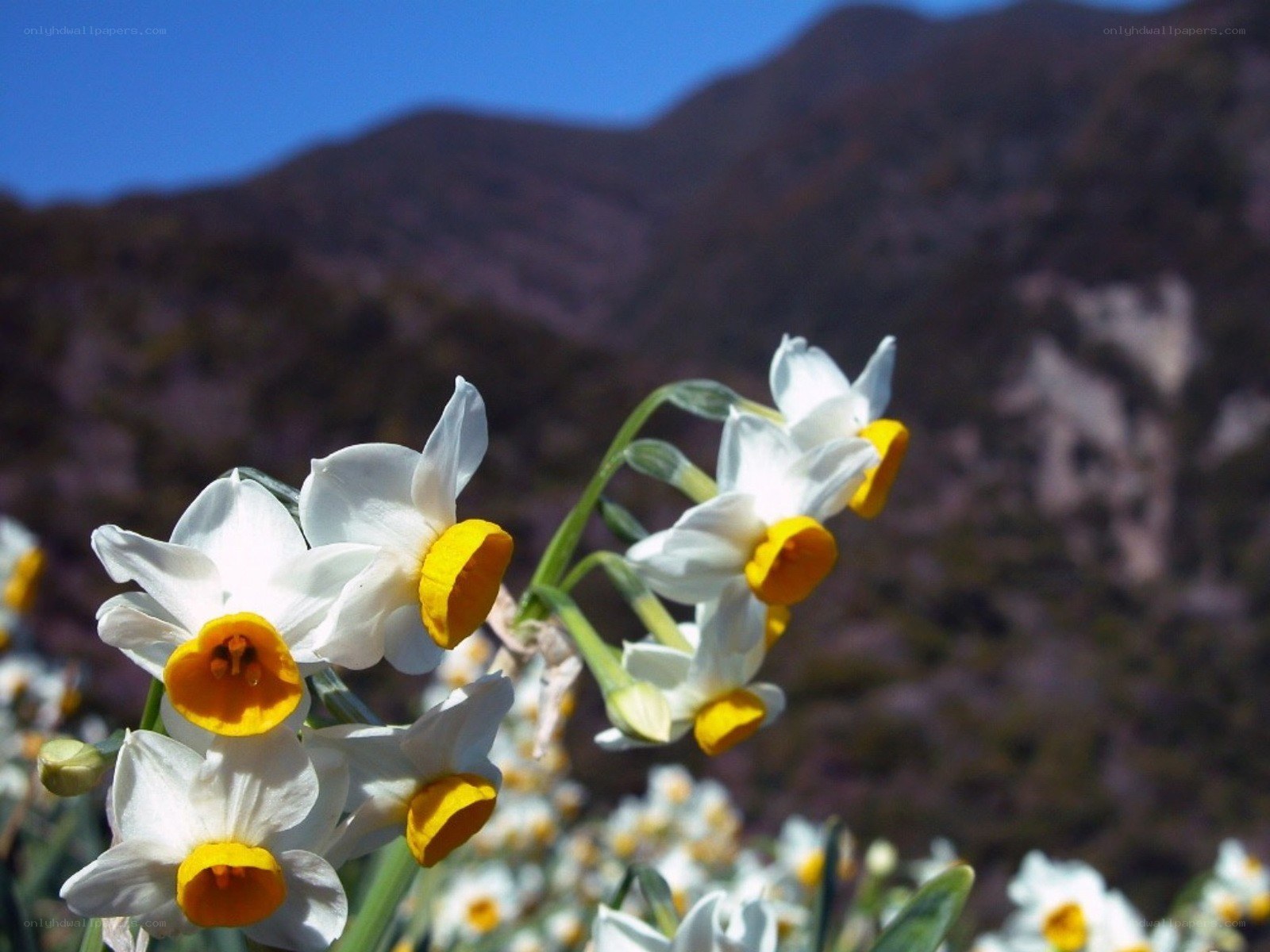 Daffodils in the mountains
