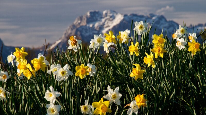 Daffodils in the mountains