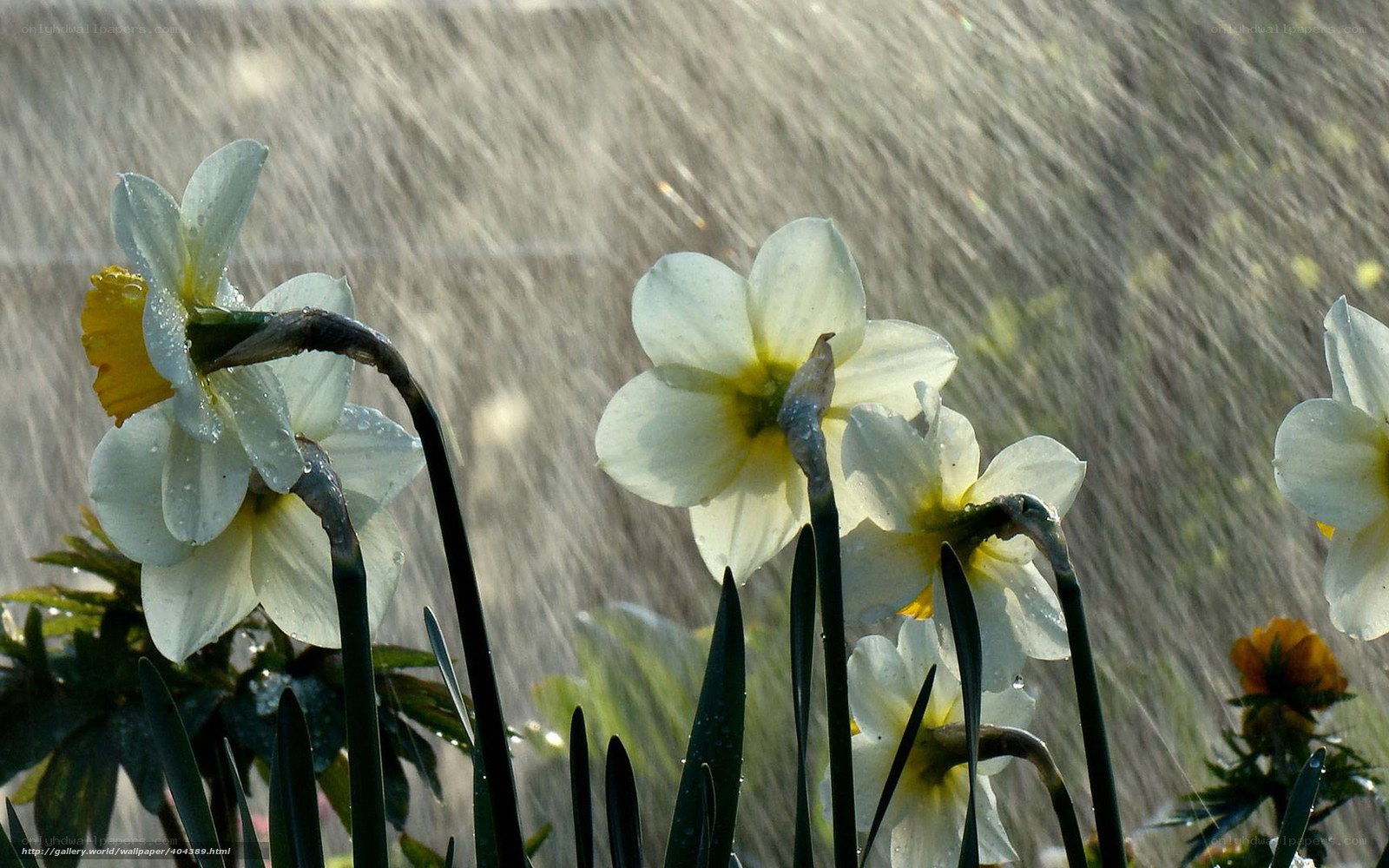 Daffodils in the Rain
