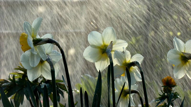 Daffodils in the rain
