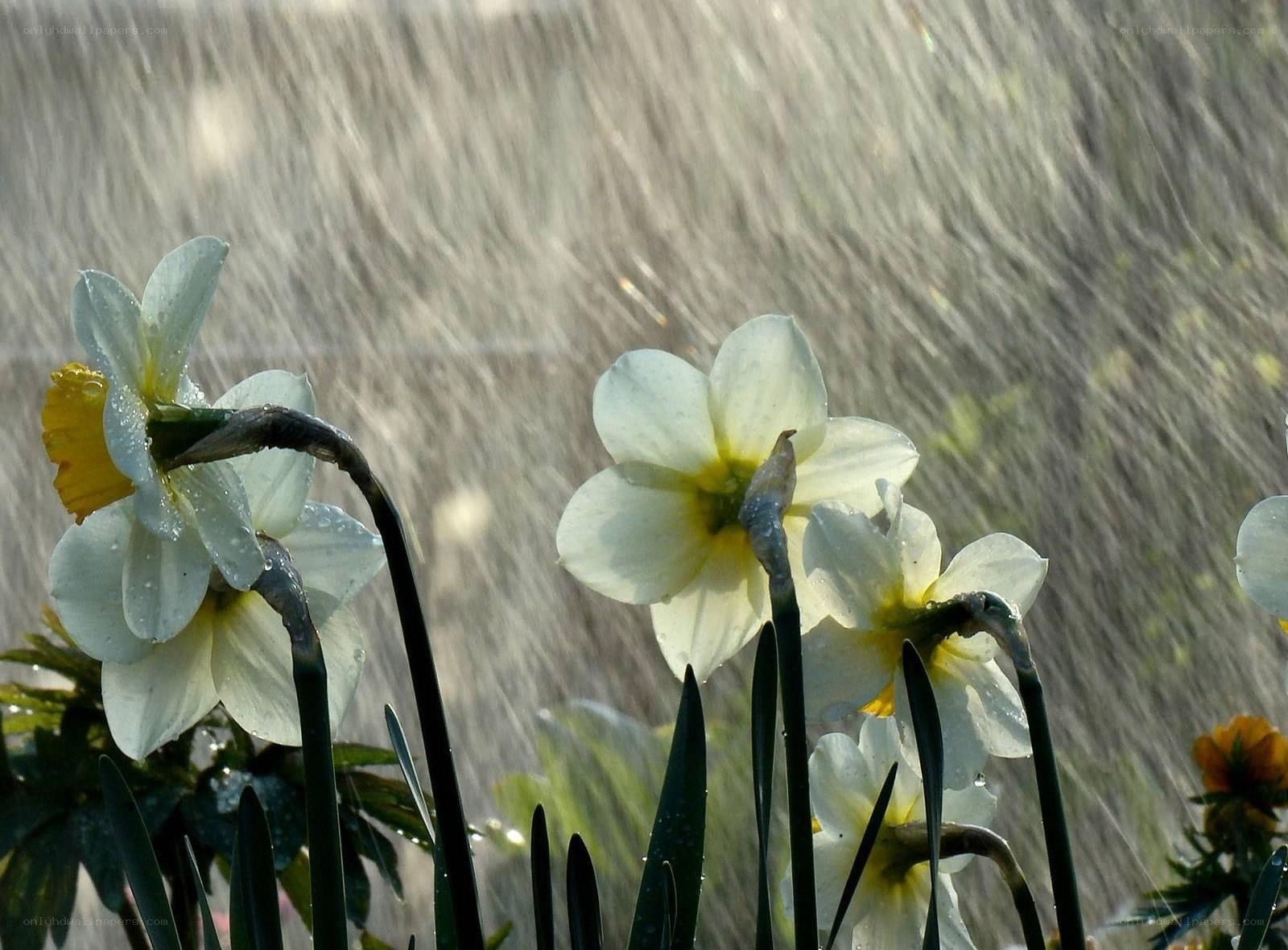 Daffodils in the Rain