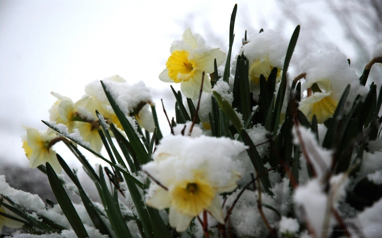 Daffodils in the snow