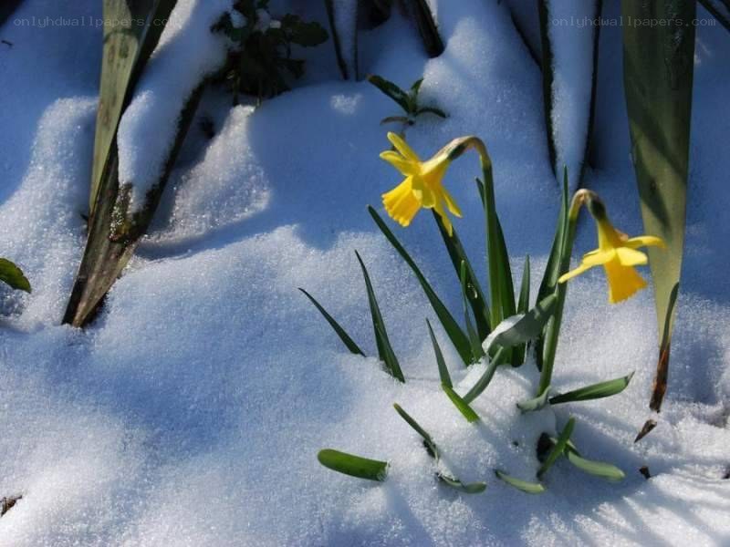 Daffodils in the snow