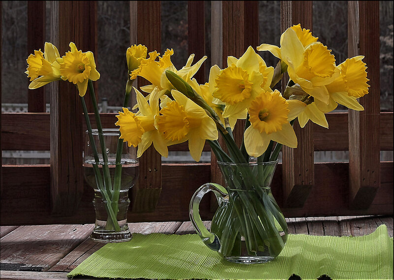 Daffodils in Vases — Yellow, Calm