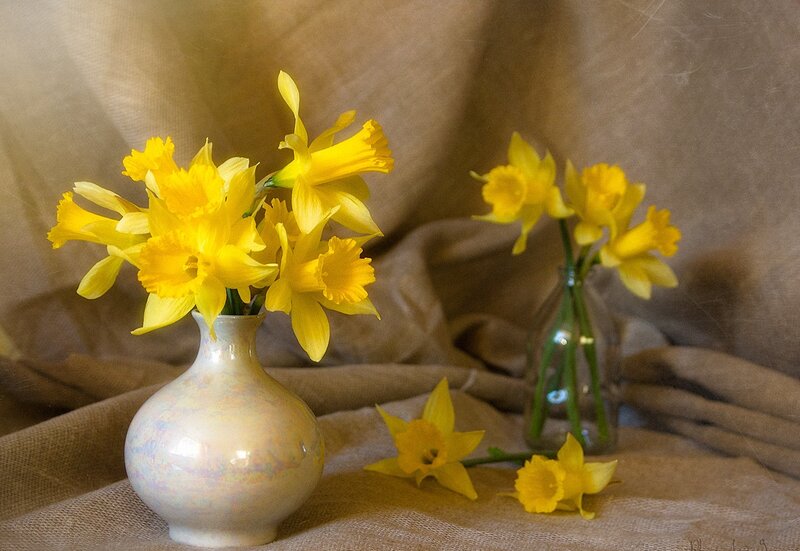 Daffodils in Vases — Yellow, Serene, Spring