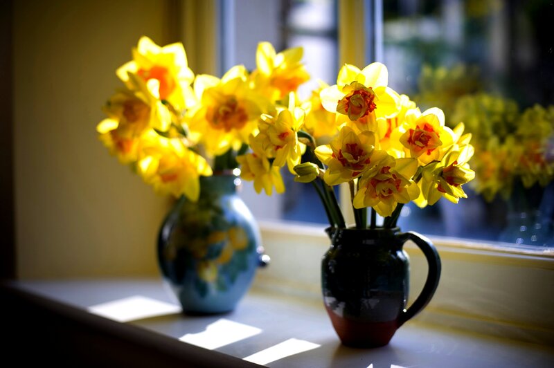 Daffodils in Vases — Yellow, Serene