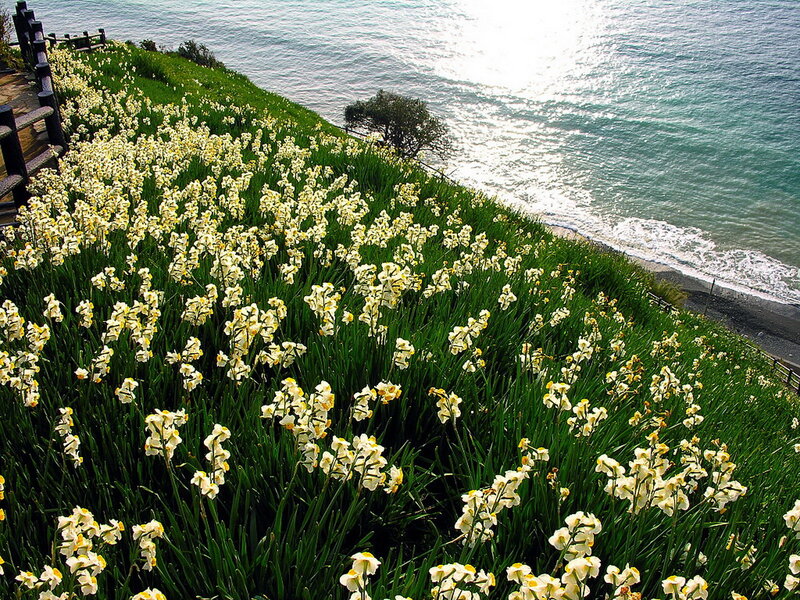 Daffodils on a Cliff — Green, Serene