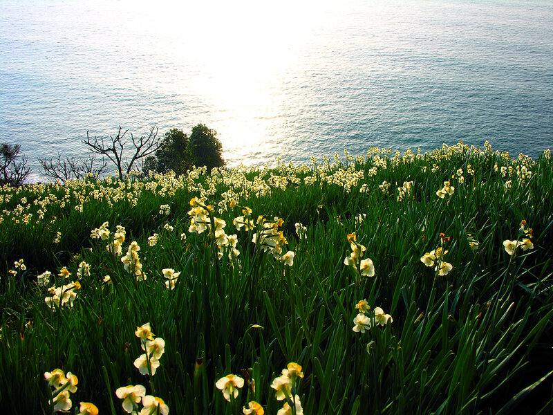 Daffodils on a Cliff — Green