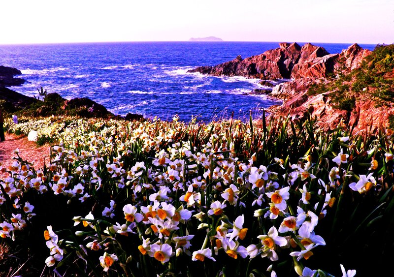 Daffodils on a Cliff — White