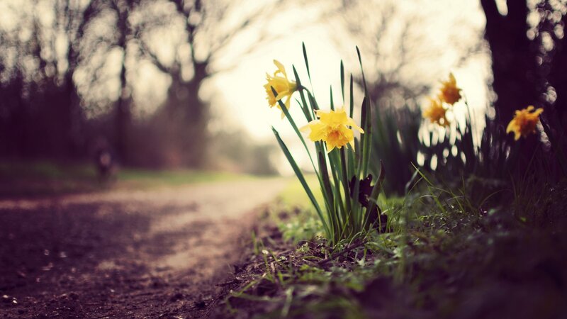 Daffodils on a forest path