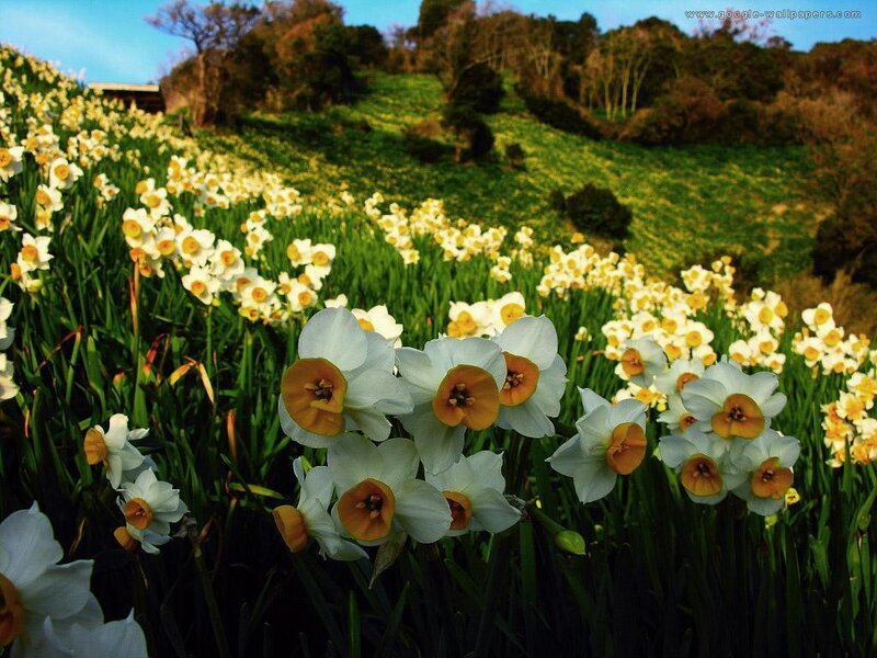 Daffodils on a Hillside