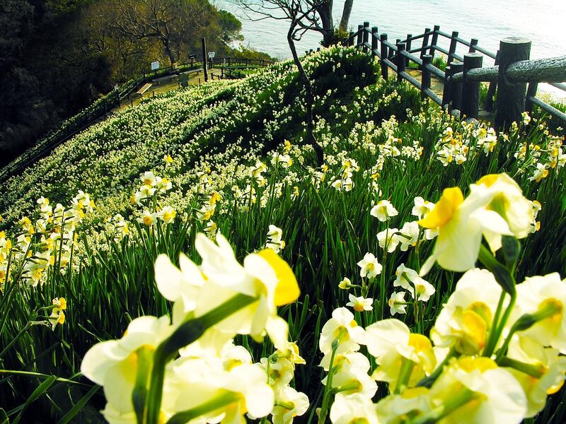 Daffodils on a Hillside — White, Serene, Spring
