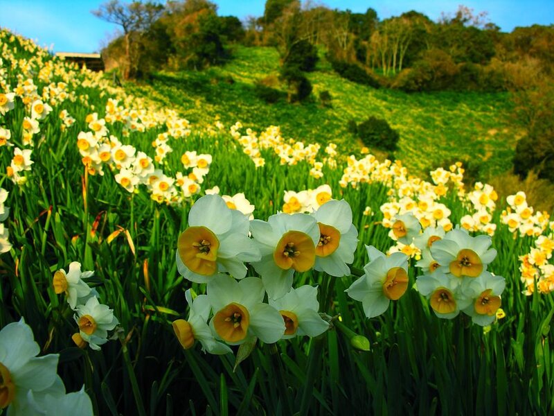 Daffodils on a Hillside — White, Serene