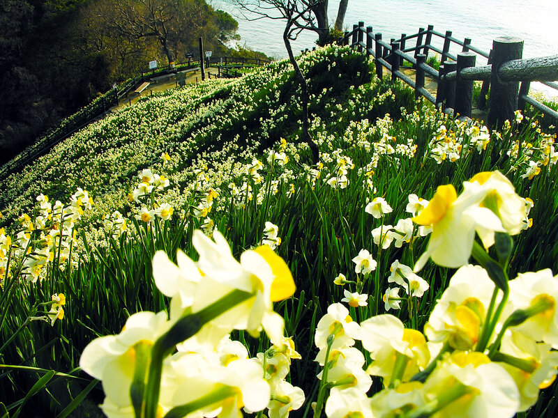 Daffodils on a Hillside — White