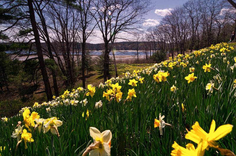 Daffodils on a Hillside — Yellow, Serene