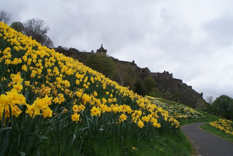 Daffodils on a Hillside — Yellow