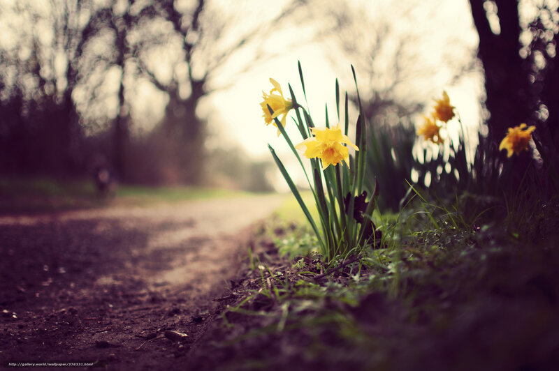Daffodils on a path