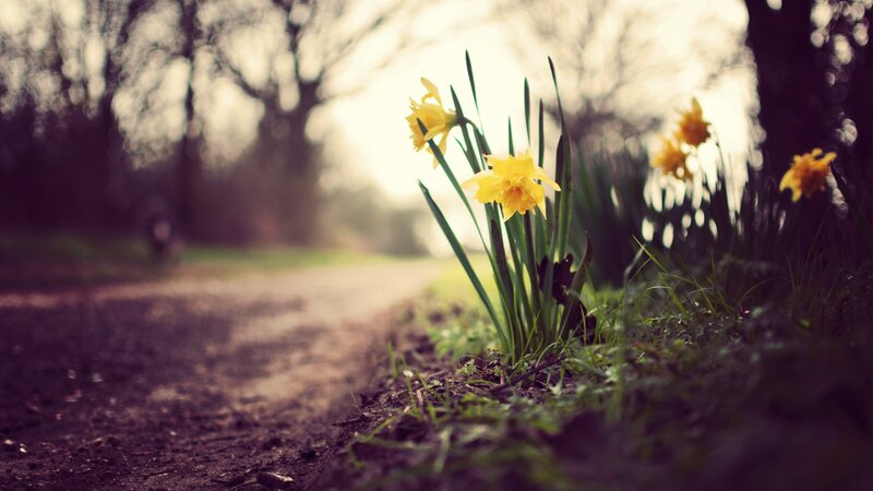 Daffodils on a Path — Yellow, Serene