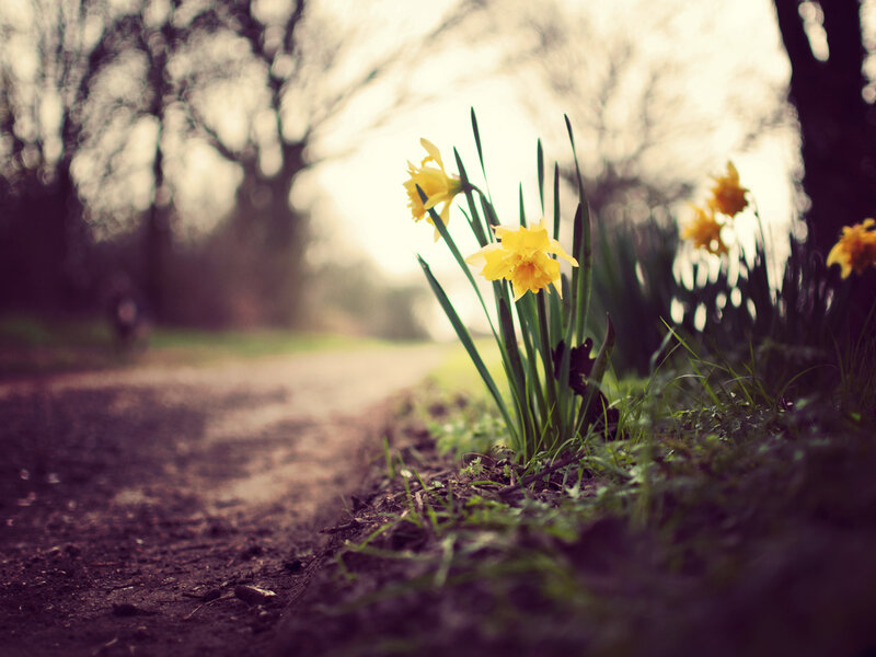 Daffodils on a Path — Yellow