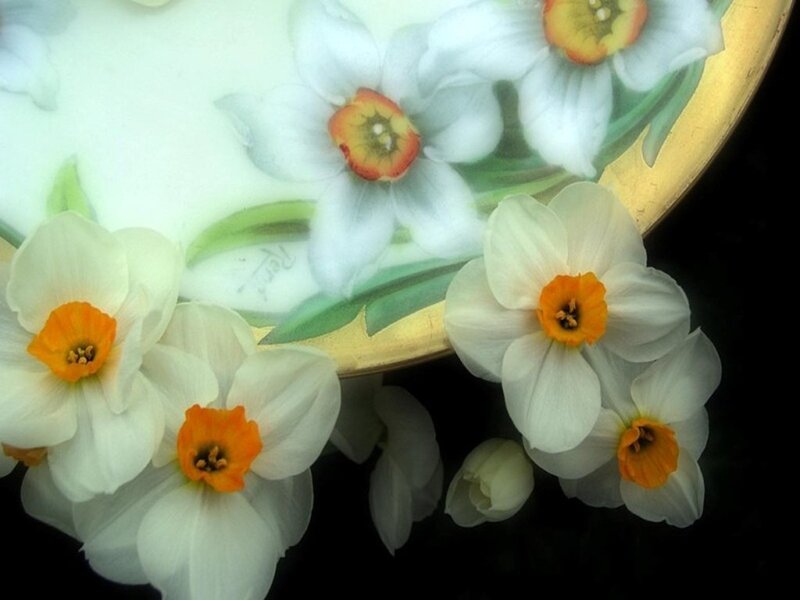 Daffodils on a Plate