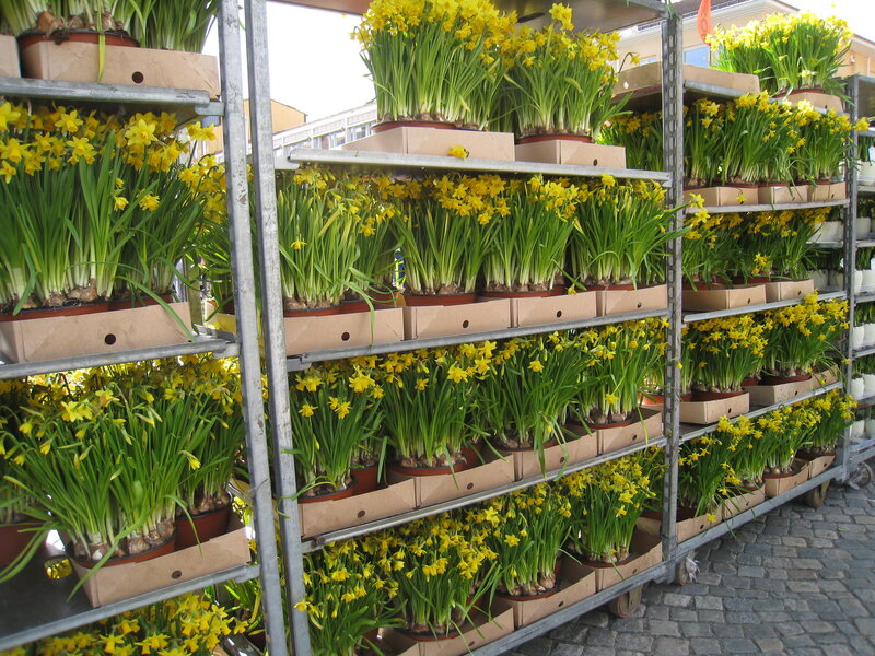 Daffodils on Metal Racks