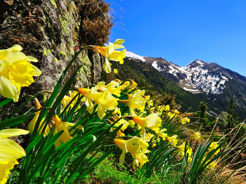 Daffodils on Mountain Slope