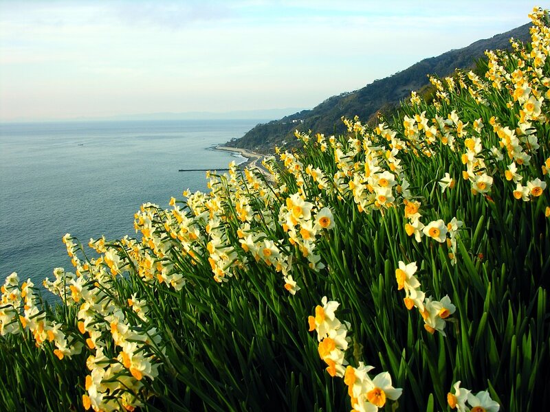 Daffodils overlooking the coast