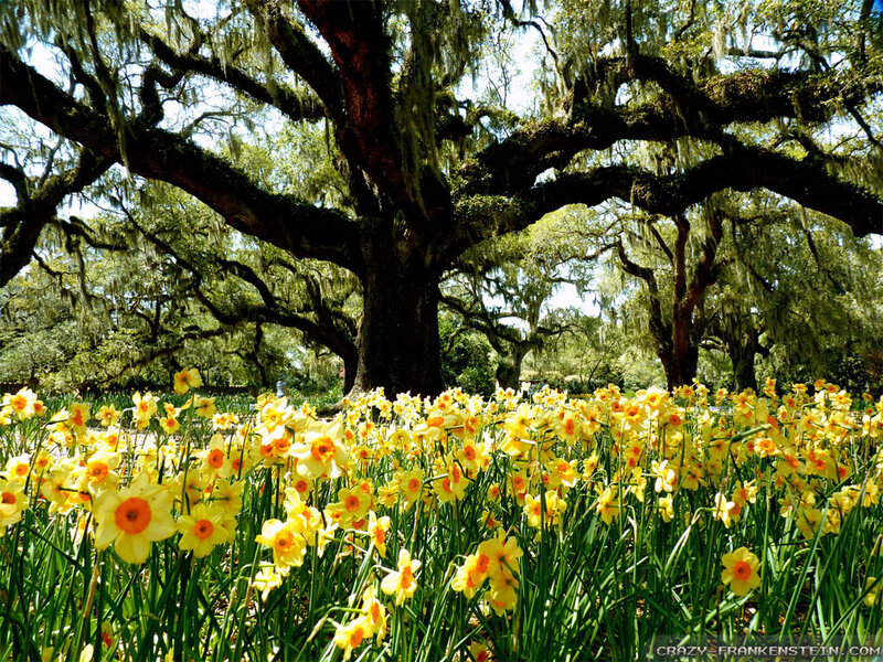 Daffodils under Oak Tree