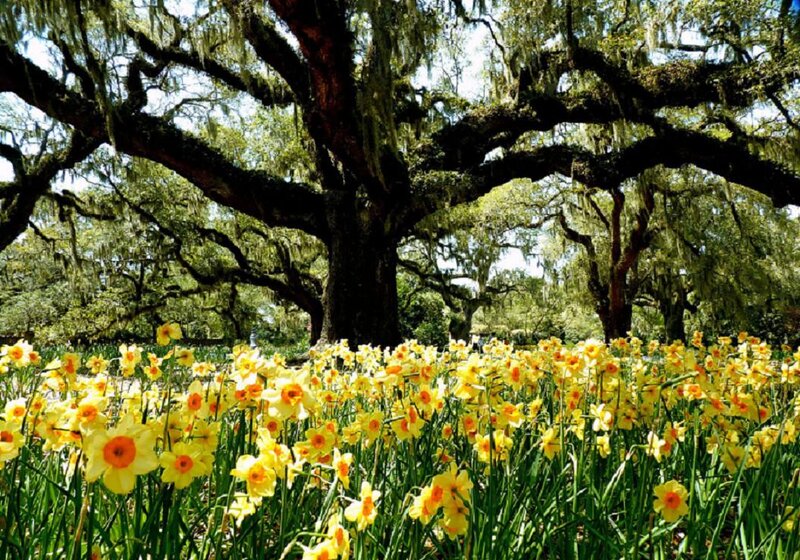 Daffodils under Oak Tree — Yellow