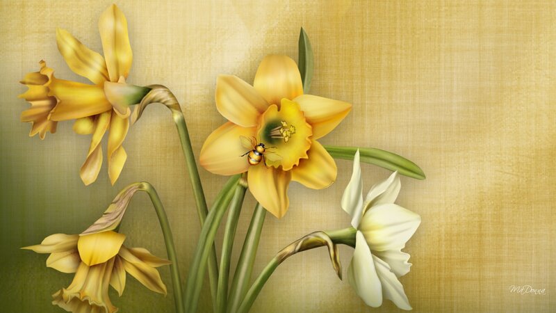 Daffodils with Bee