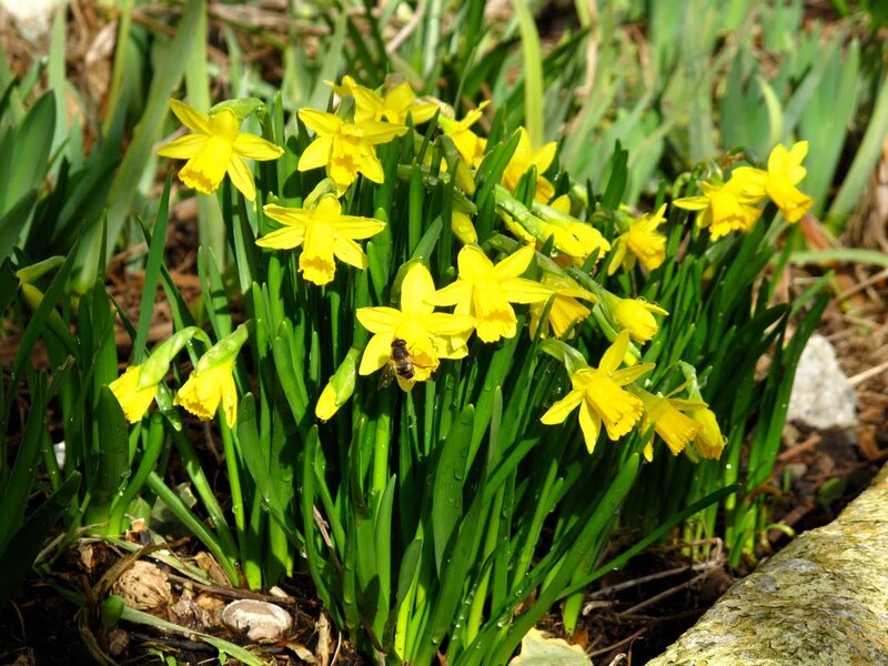 Daffodils with Bee — Yellow