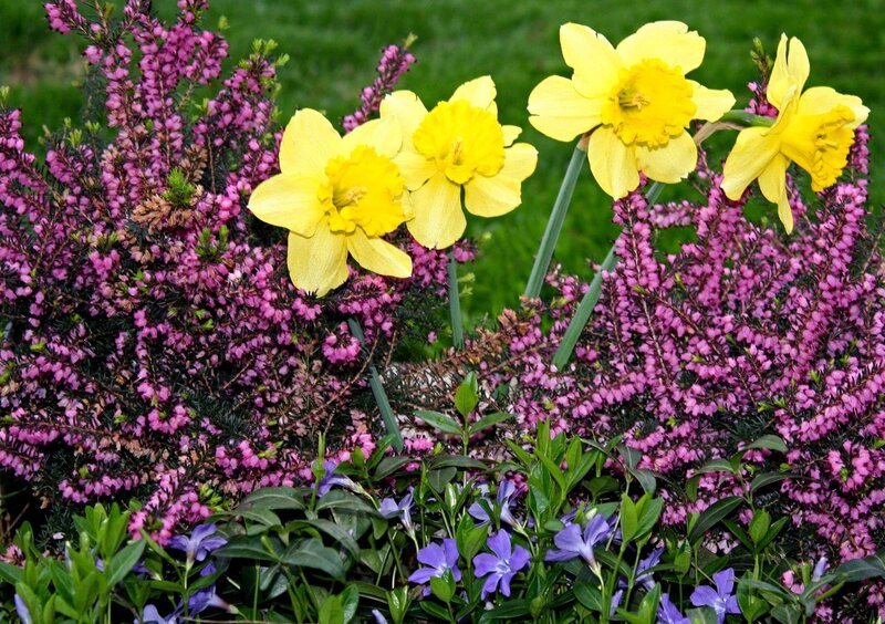 Daffodils with heather and periwinkle