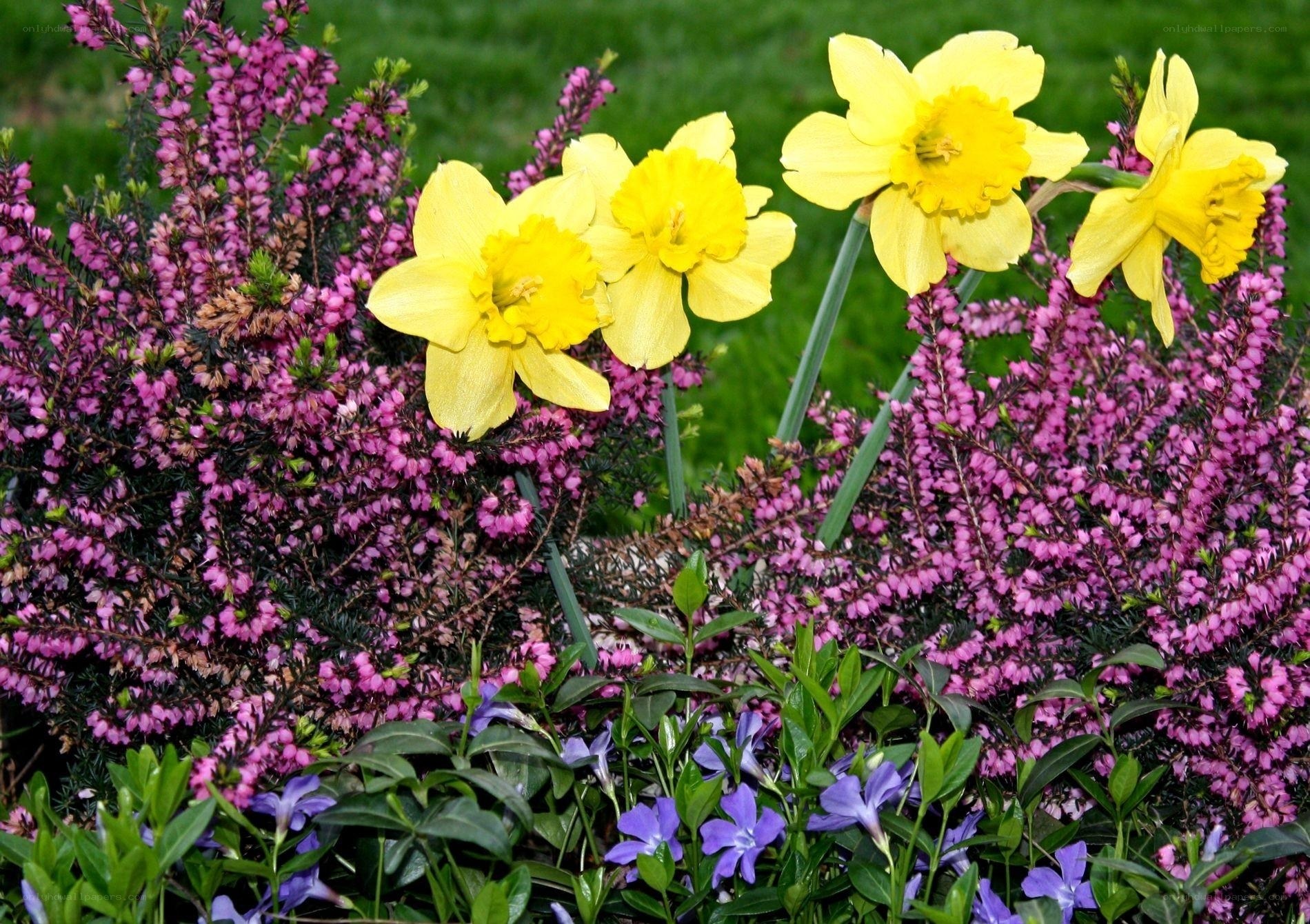 Daffodils with heather and periwinkle