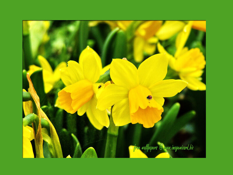 Daffodils with Ladybugs