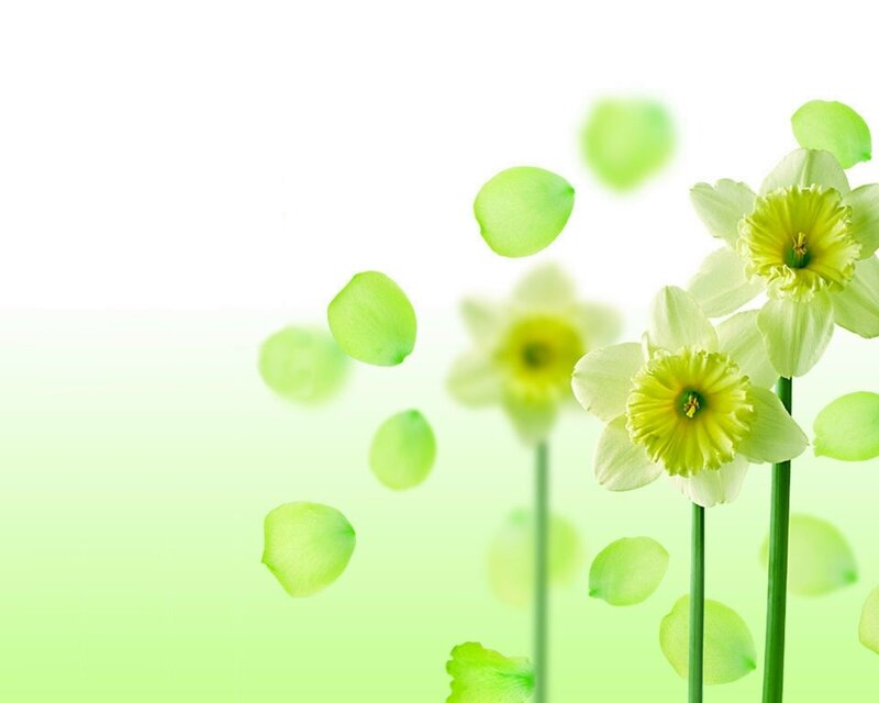 Daffodils with Petals