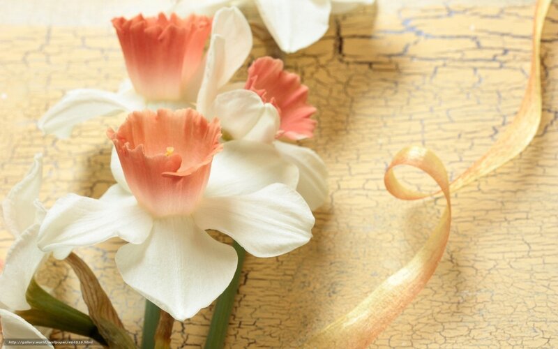 Daffodils with ribbon
