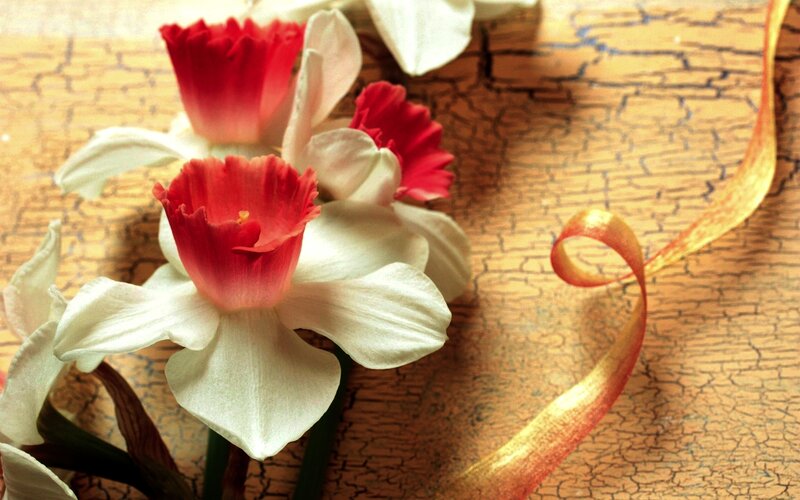 Daffodils with Ribbon — White