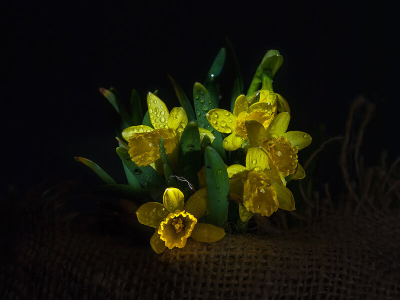 Daffodils with Water Droplets