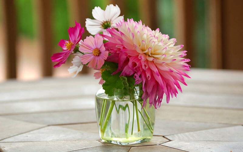 Dahlia and Cosmos Flowers