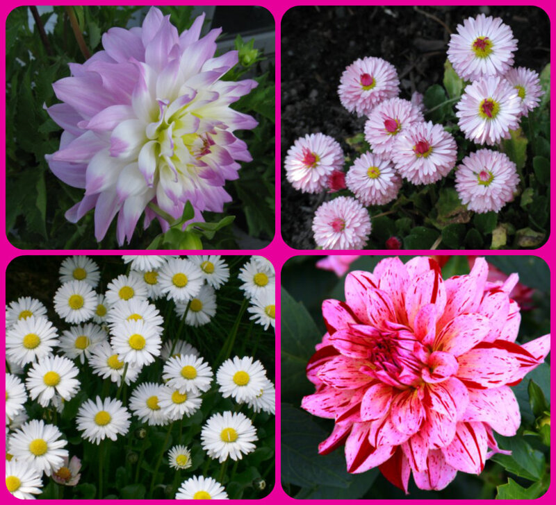 Dahlia and Daisy Flowers