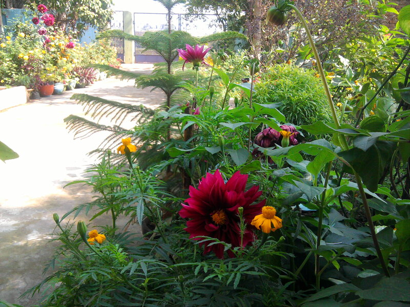 Dahlia and Marigold Flowers — Green