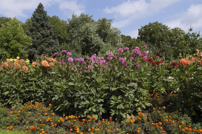 Dahlia and Marigold Flowers