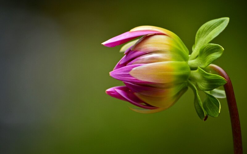 Dahlia Bud in Bloom — Green