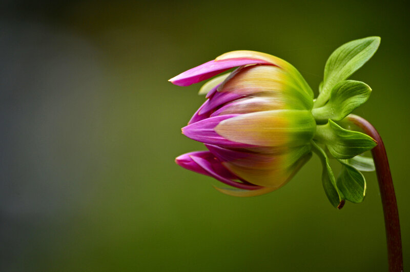 Dahlia Bud in Bloom